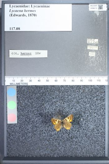 Media type: image;   Entomology 64113